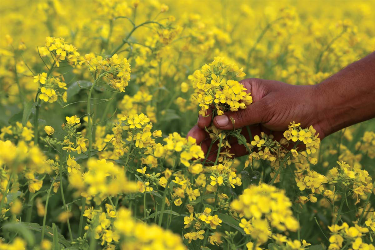 The GM food Imbroglio
